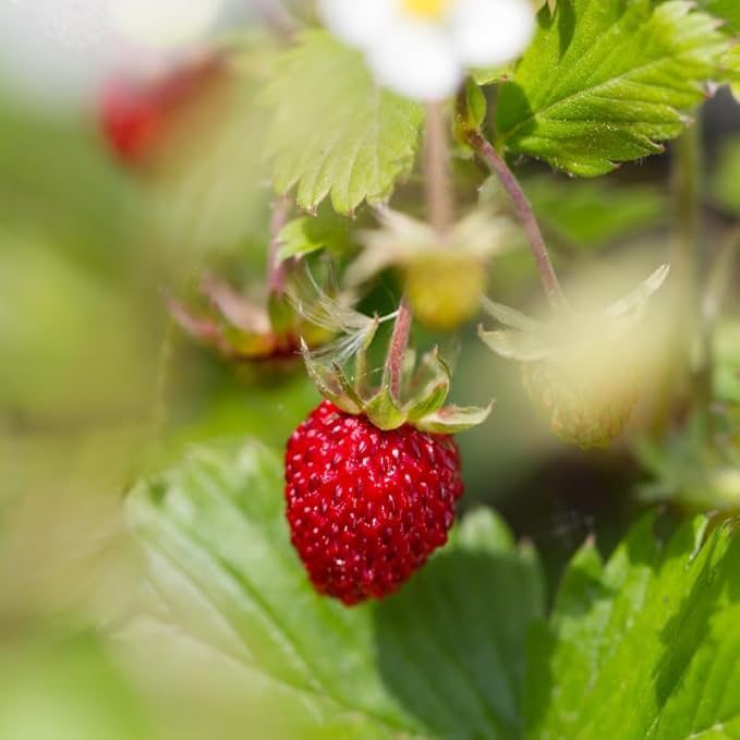 Fragaria vesca Fruit Seeds – Heirloom Wild Alpine Strawberry Seeds for Garden Planting