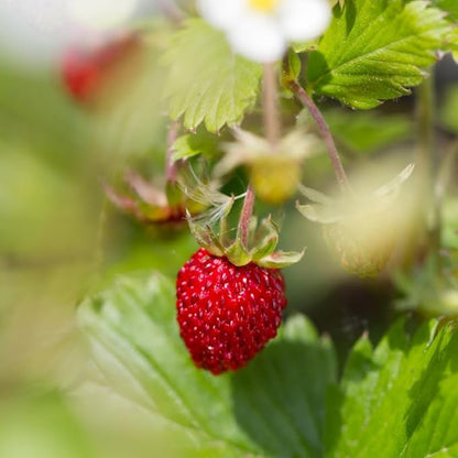 Fragaria vesca Fruit Seeds – Heirloom Wild Alpine Strawberry Seeds for Garden Planting