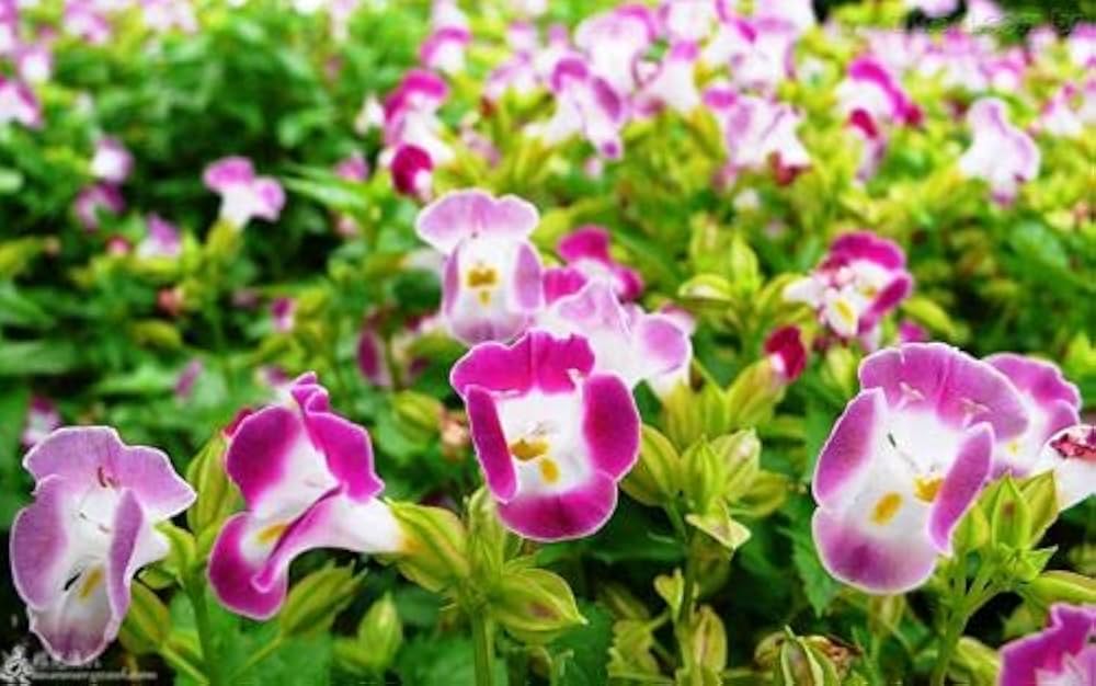 Torenia fournieri (Wishbone Flower) Seeds for Planting – Heirloom & Non-GMO Shade-Loving Blooms for Containers and Borders