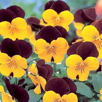 Brown Yellow Pansy Flower Seeds for Planting – Heirloom & Non-GMO Vibrant Blooms for Cool-Season Gardens