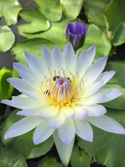 Blue Lotus Seeds (Nymphaea caerulea) – Heirloom, Non-GMO Water Garden Seeds