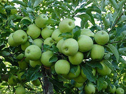 Granny Smith Apple Seeds for Garden Planting – Heirloom Non-GMO Fruit Variety