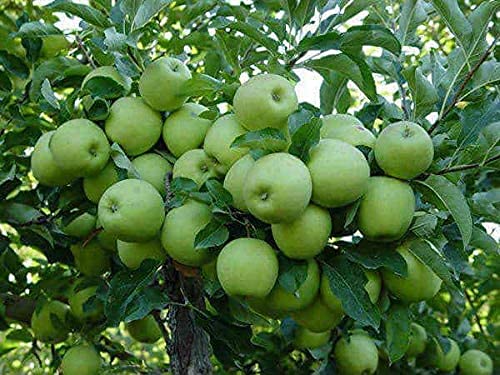 Granny Smith Apple Seeds for Garden Planting – Heirloom Non-GMO Fruit Variety