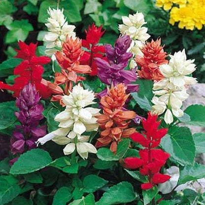 Salvia Splendens Flower Seeds – Vibrant Red Blooms, Heirloom & Non-GMO Garden Seeds