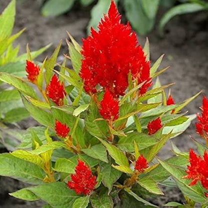 Celosia plumosa Flower Seeds for Planting – Heirloom & Non-GMO Vibrant Feathery Blooms for Containers, Borders & Summer Gardens