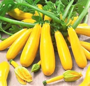 Yellow Zucchini Squash Vegetable Seeds for Planting – Heirloom & Non-GMO Garden Seeds