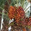 Medjool Date Palm Seeds for Planting – Heirloom, Non-GMO, High Germination Organic Garden Seeds for Sweet Fruit Trees