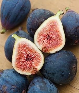 Black Mission Fig Seeds – Heirloom Non-GMO Fruit Seeds for Garden Planting