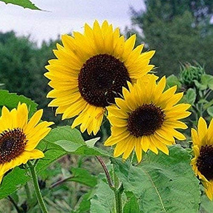 Dwarf Grey Striped Sunflower Seeds for Planting – Compact, Beautiful, Easy Grow Non-GMO Garden Sunflowers
