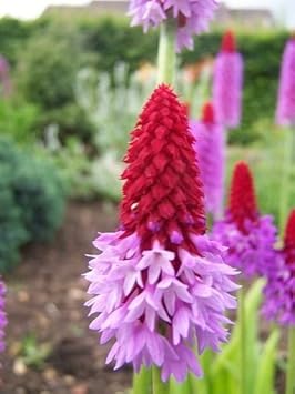 Primula Vialii Flower Seeds for Planting – Red-Purple Blooms, Non-GMO Perennial Garden Seeds