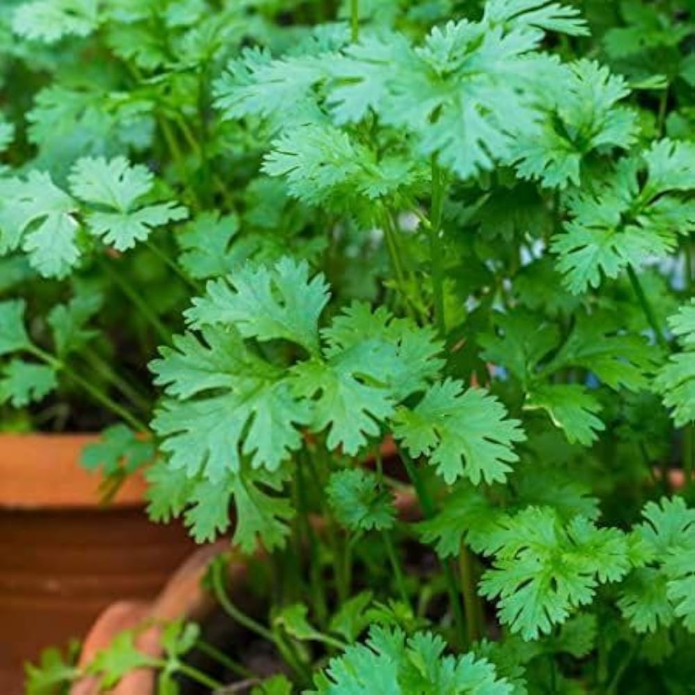 Cilantro Coriander Herb Seeds for Planting – Heirloom, Non-GMO, High Germination Organic Garden Seeds for Culinary Use
