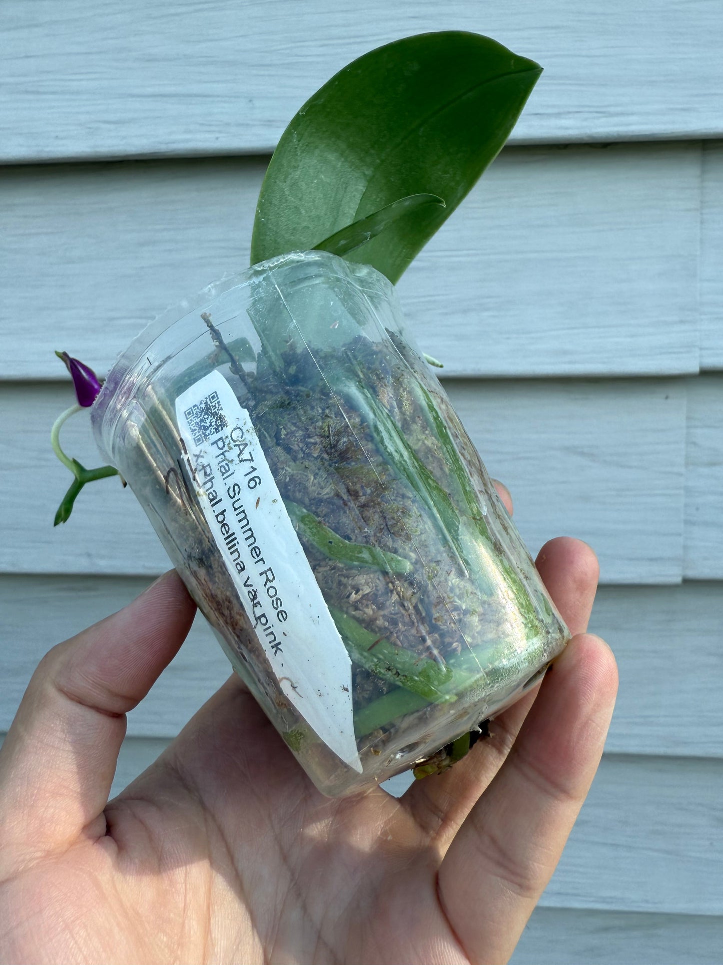 Phalaenopsis Summer Red Rose x bellina var. pink – Rare Hybrid Orchid | Live Plant