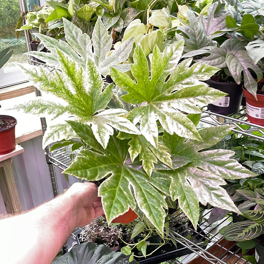 Fatsia Spider's Web
