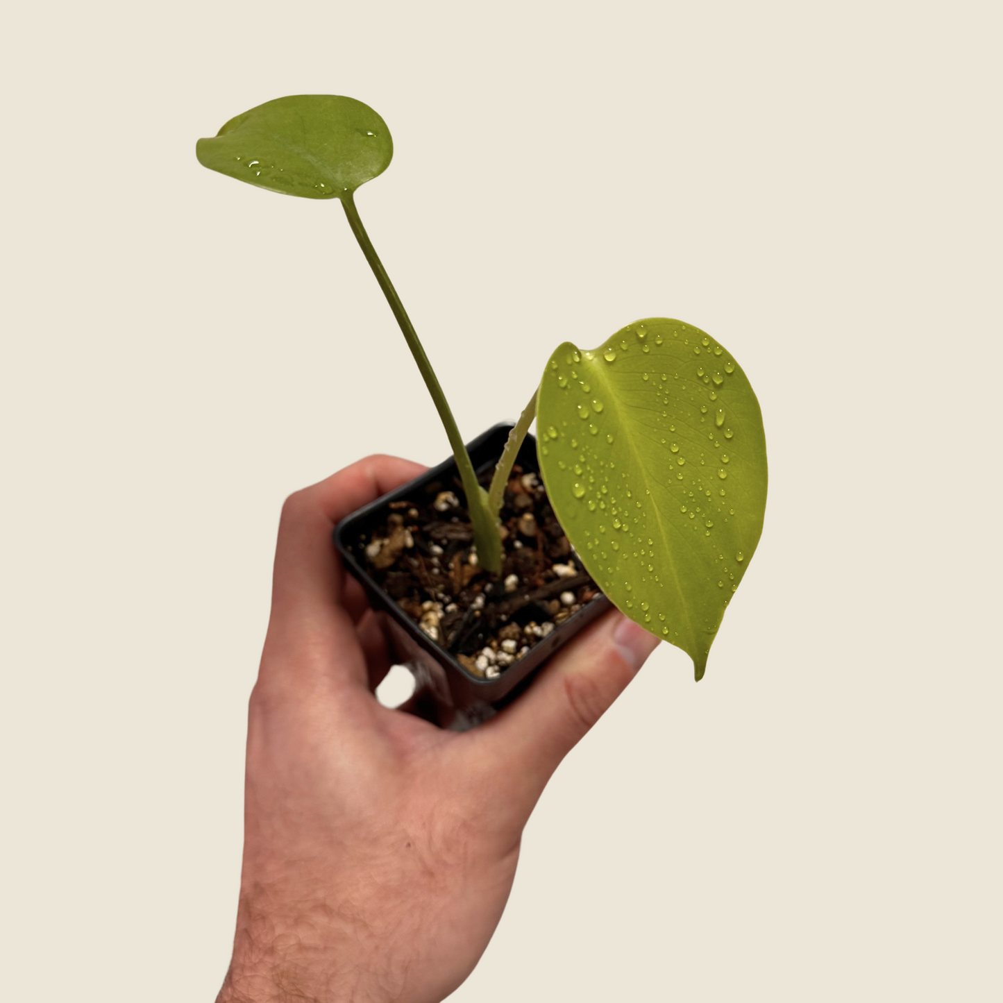 Monstera Deliciosa
