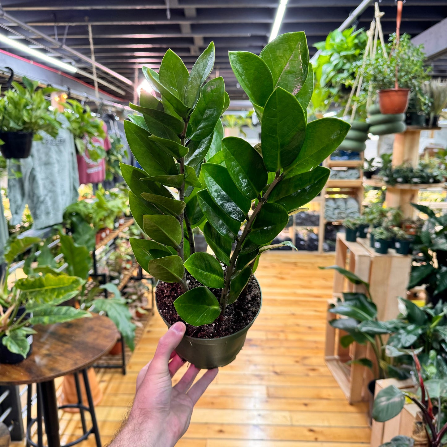 Zamioculcas zamiifolia 'ZZ Plant' – Easy Care Indoor Houseplant
