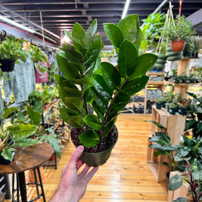 Zamioculcas zamiifolia 'ZZ Plant' – Easy Care Indoor Houseplant