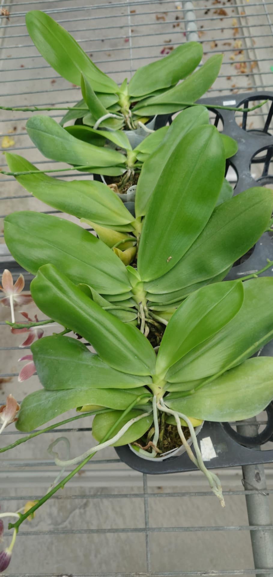 Rare Phalaenopsis tetraspis coffee ‘Dark Roast’ – Orchid Species | Live Plant