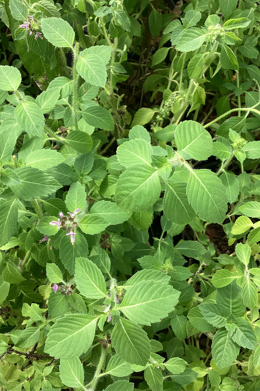 Florida Native Sweet Basil (Ocimum campechianum)
