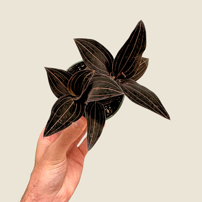 Jewel Orchid 'Ludisia Discolor'