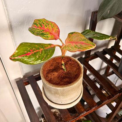 Aglaonema Sparkling Sarah – Colorful Speckled Pink & Green Plant in Charlie Pot Original 6" Soft Gray