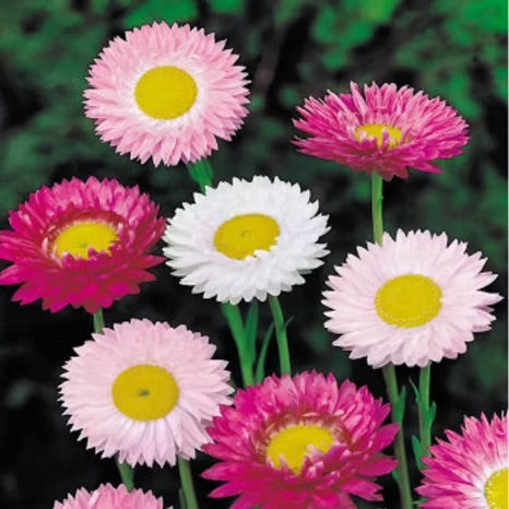 Helipterum Mix Flower Seeds for Planting – Heirloom & Non-GMO Everlasting Blooms for Cut and Dried Flower Gardens