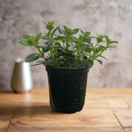 Goldfish Plant - 4" Live Plant