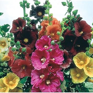 Mixed Hollyhock Flower Seeds – Non-GMO, Heirloom Garden Seeds for Vibrant Blooms