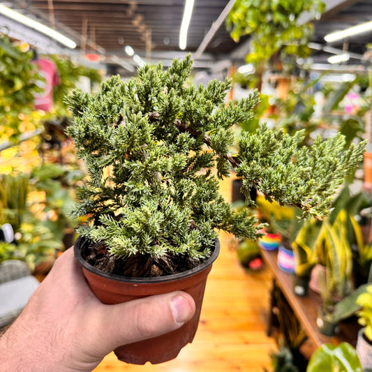 Bonsai 'Procumbens Nana'