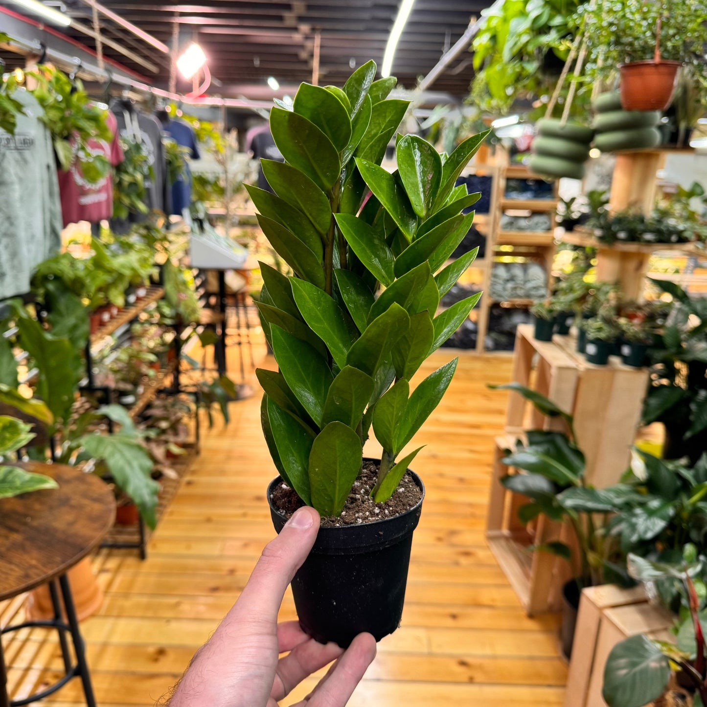 Zamioculcas zamiifolia 'ZZ Plant' – Easy Care Indoor Houseplant
