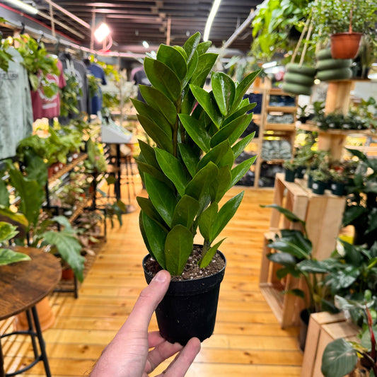 Zamioculcas zamiifolia 'ZZ Plant' – Easy Care Indoor Houseplant