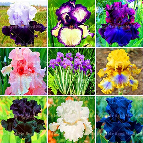 Iris Tectorum Flower Seeds – Heirloom, Non-GMO Garden Iris Seeds for Planting