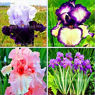 Iris Tectorum Flower Seeds – Heirloom, Non-GMO Garden Iris Seeds for Planting