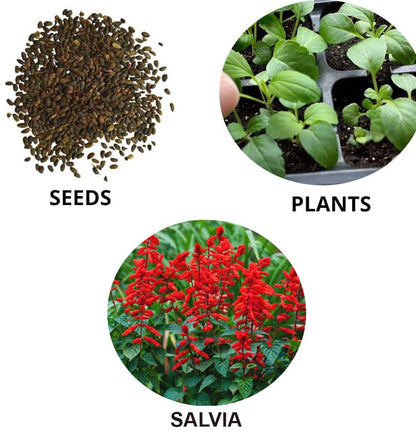Salvia Splendens Flower Seeds – Vibrant Red Blooms, Heirloom & Non-GMO Garden Seeds