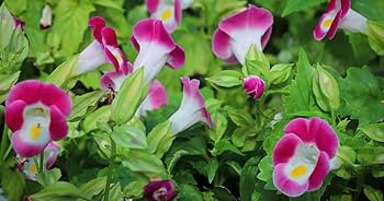 Torenia fournieri (Wishbone Flower) Seeds for Planting – Heirloom & Non-GMO Shade-Loving Blooms for Containers and Borders