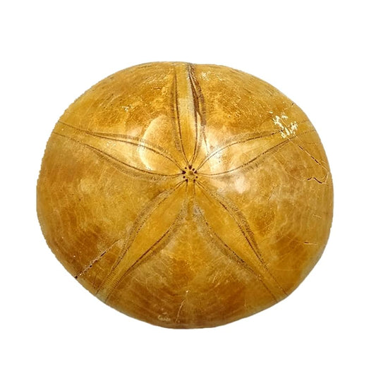 Sea Urchin
