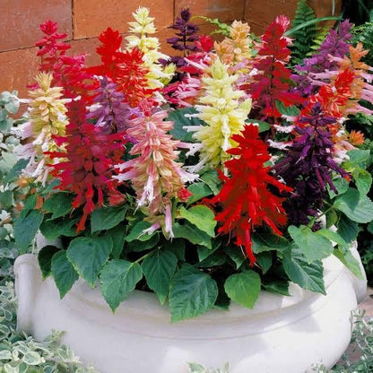 Salvia Splendens Flower Seeds – Vibrant Red Blooms, Heirloom & Non-GMO Garden Seeds