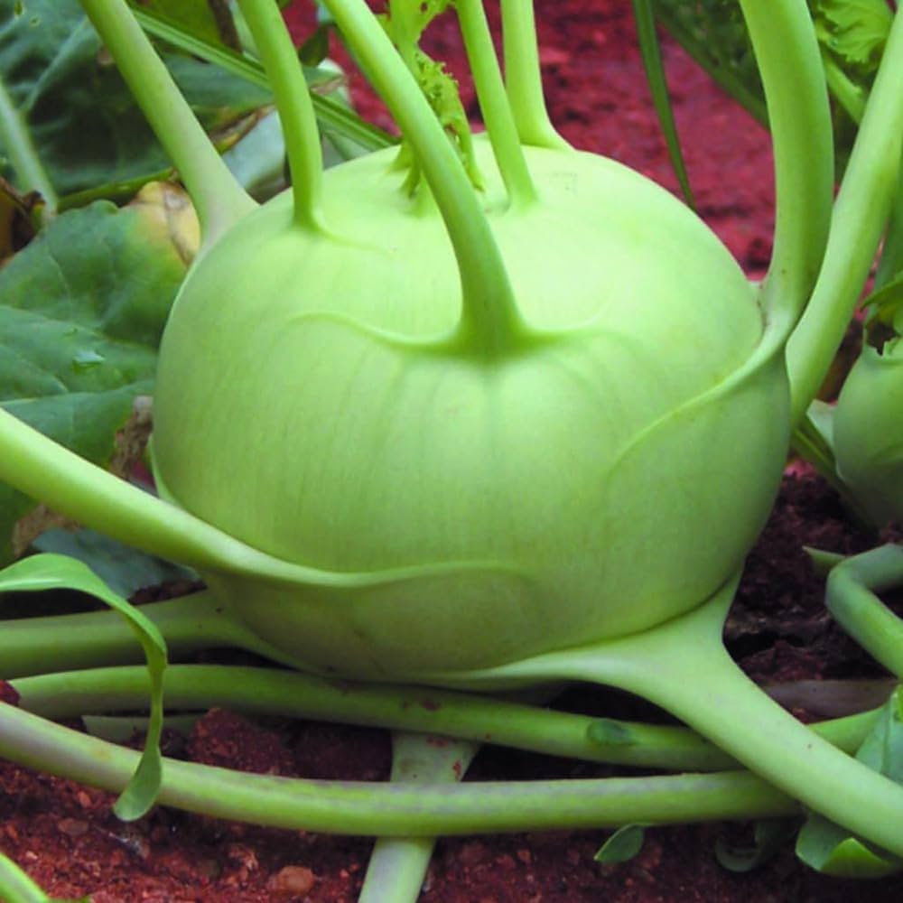 German Turnip (Kohlrabi) Seeds for Planting – Heirloom, Non-GMO Vegetable Seeds for Home Garden and Organic Growing