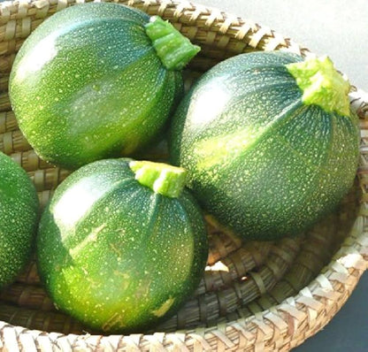 Green Round Zucchini Squash Seeds for Planting – Heirloom, Non-GMO, High-Yield Summer Vegetable Seeds