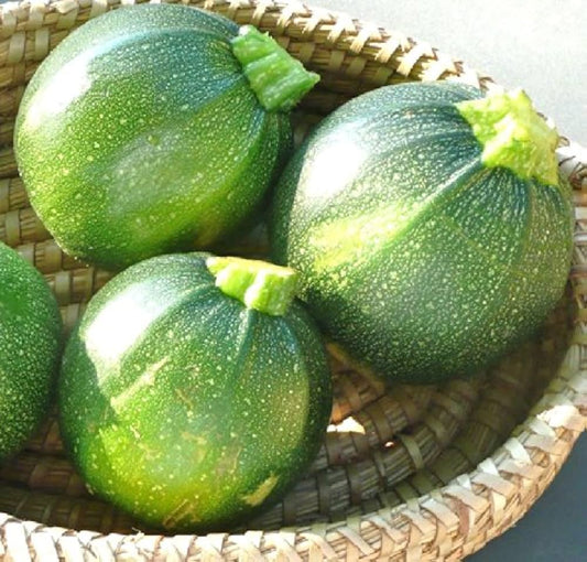 Green Round Zucchini Squash Seeds for Planting – Heirloom, Non-GMO, High-Yield Summer Vegetable Seeds