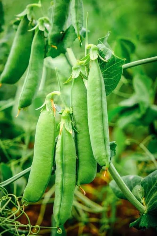 Green Peas (Winter Variety) Seeds for Planting – Cold-Resistant, Heirloom Vegetable Seeds for Cool Season Gardening