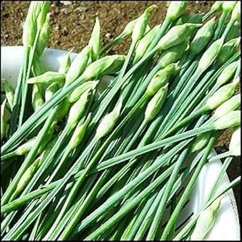 Garlic Chives Herb Seeds for Planting – Heirloom & Non-GMO Seeds for Culinary Herb Gardens and Edible Landscaping