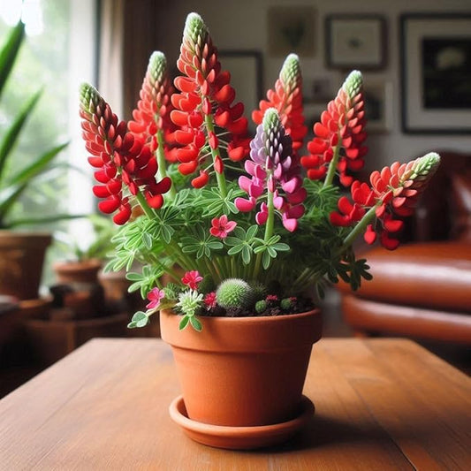 Red Dwarf Bonnet Flower Seeds for Planting – Heirloom & Non-GMO Compact Blooms for Borders and Containers