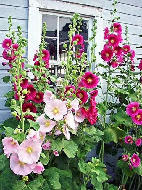 Mixed Hollyhock Flower Seeds – Non-GMO, Heirloom Garden Seeds for Vibrant Blooms