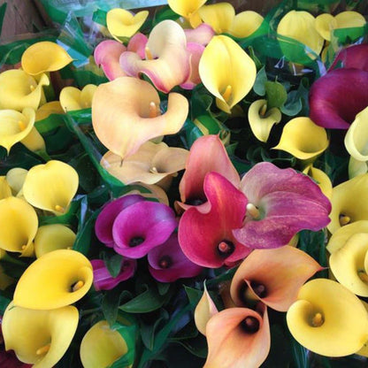 Mixed Calla Lily Flower Seeds – Non-GMO, Premium Garden Bulb Seeds for Planting