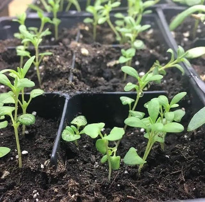 Purple Lavandula Angustifolia Lavender Seeds for Planting – Heirloom, Non-GMO, High Germination Organic Garden Seeds