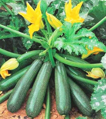 Green Zucchini Long Squash Seeds for Planting – Heirloom, Non-GMO, High-Yield Garden Vegetable Seeds