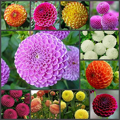 Dahlia Pinnata Flower Seeds – Heirloom, Non-GMO Vibrant Garden Blooms