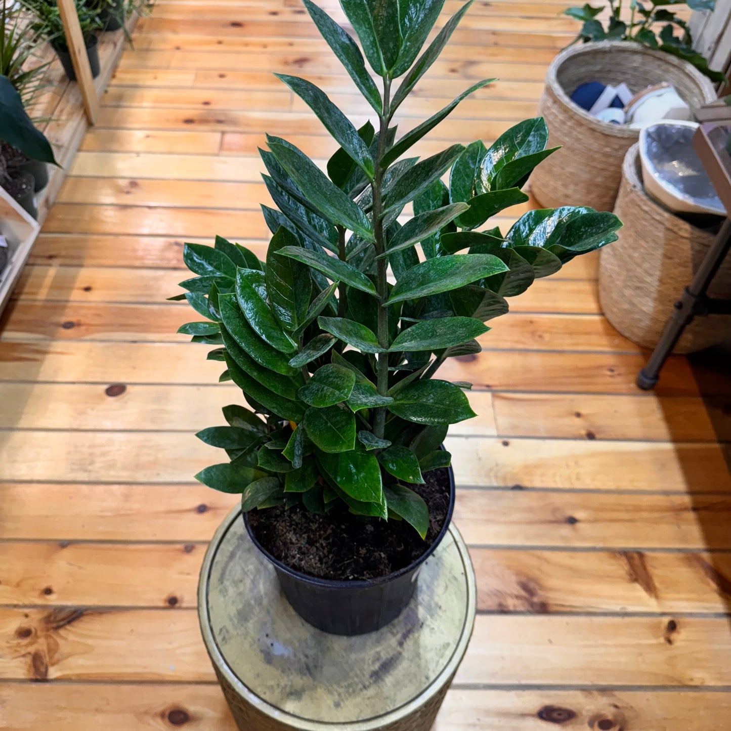 Zamioculcas zamiifolia 'ZZ Plant' – Easy Care Indoor Houseplant