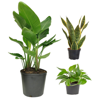 Mystery Mini Plant Bundle