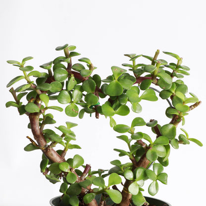 Jade Heart Bonsai